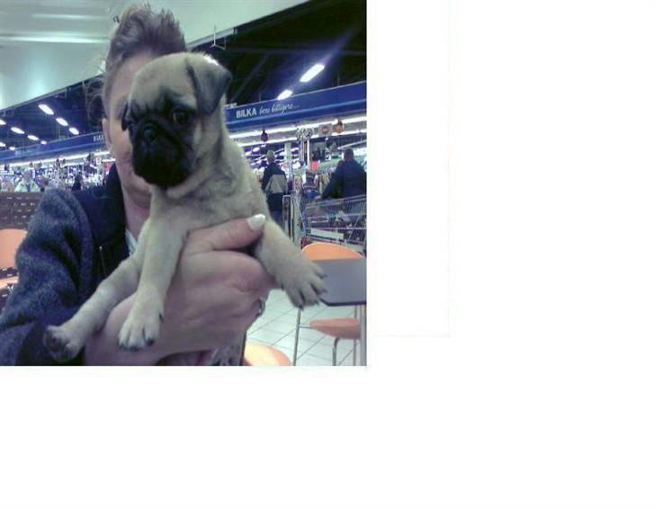 Mops Cirkeline - Der havde vi lige hentet den bette stump er hun ikk bare Bette ?:) billede 14