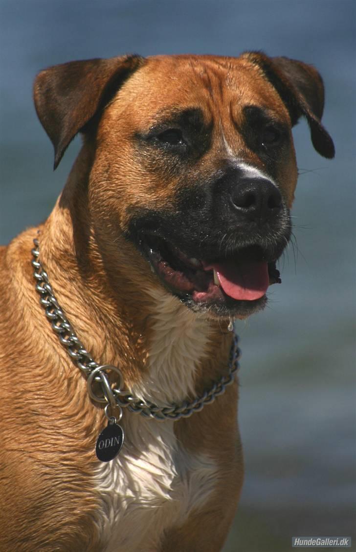 Blanding af racer Odin billede 5