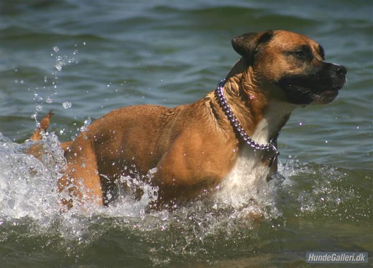 Blanding af racer Odin - Jeg elsker vand.. men jeg elsker dobbelt så meget at Kiki ikke kan følge med når vi svømmer.. billede 6