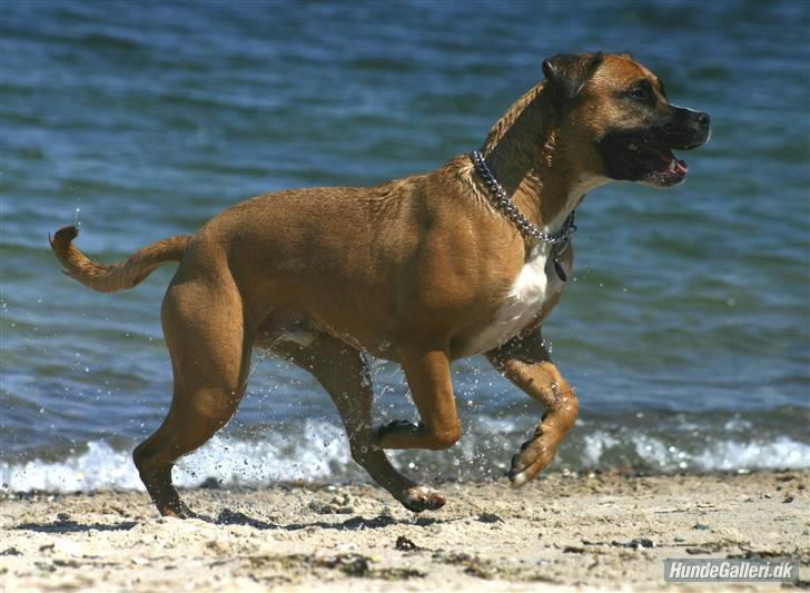 Blanding af racer Odin billede 7