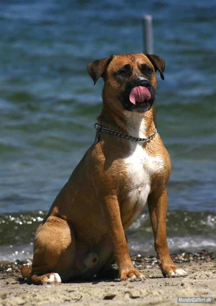 Blanding af racer Odin - pølser pølser pølser.... billede 8