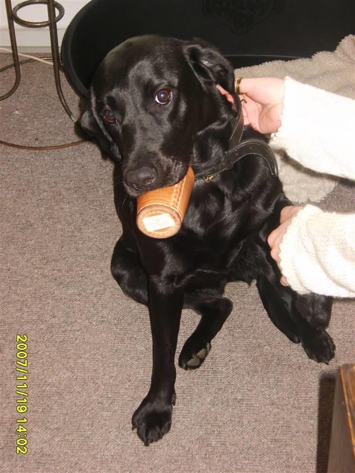 Labrador retriever Sandy. - Jeg vil være med til at spille Yatzy. PLEASE. billede 7