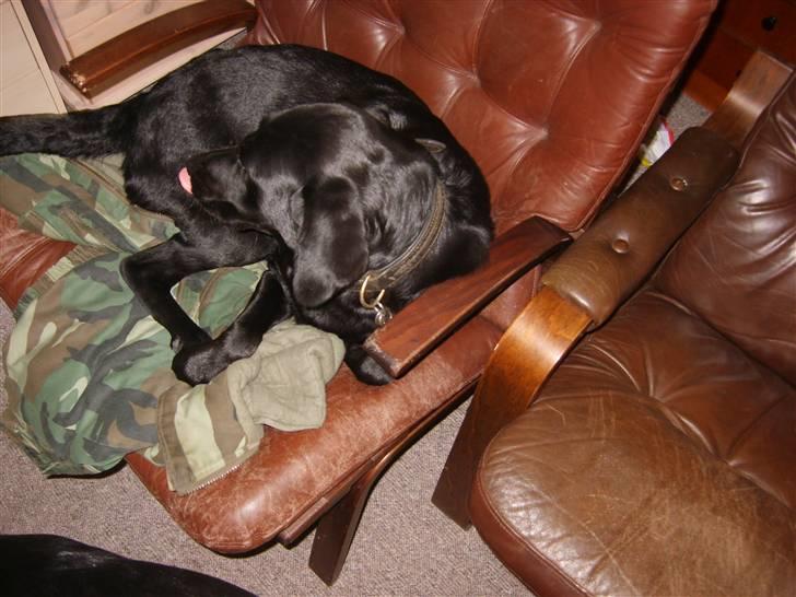 Labrador retriever Sandy. - Det ser godt ud, det mor spiser. billede 8