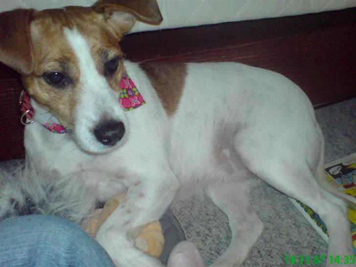 Blanding af racer Soffie (forældres hund) billede 11