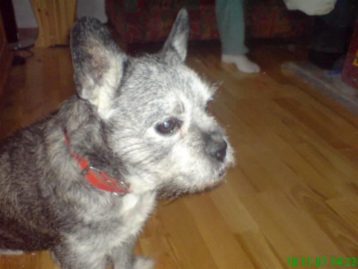 Blanding af racer Buster R.I.P. billede 11