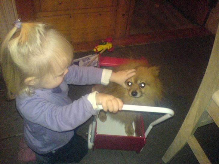 Pomeranian mikkel - leger med freja. billede 14