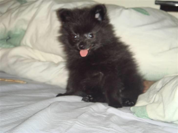 Pomeranian Tessa - hun er en lille frækkert billede 1