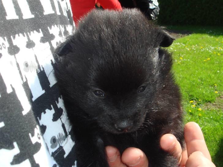 Pomeranian Tessa billede 2