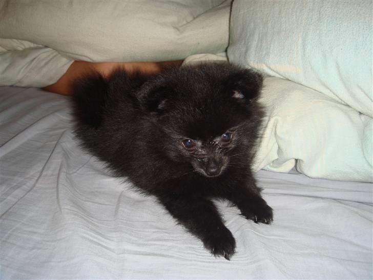 Pomeranian Tessa billede 3