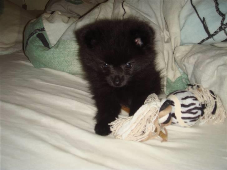 Pomeranian Tessa billede 4