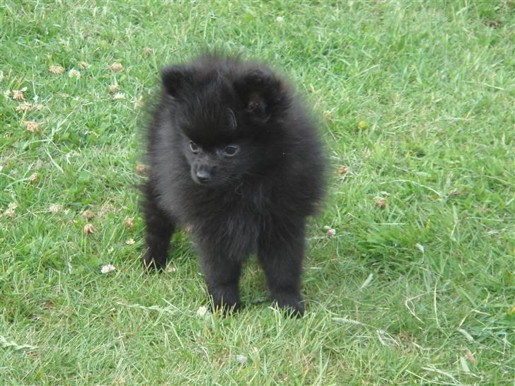 Pomeranian Tessa billede 5