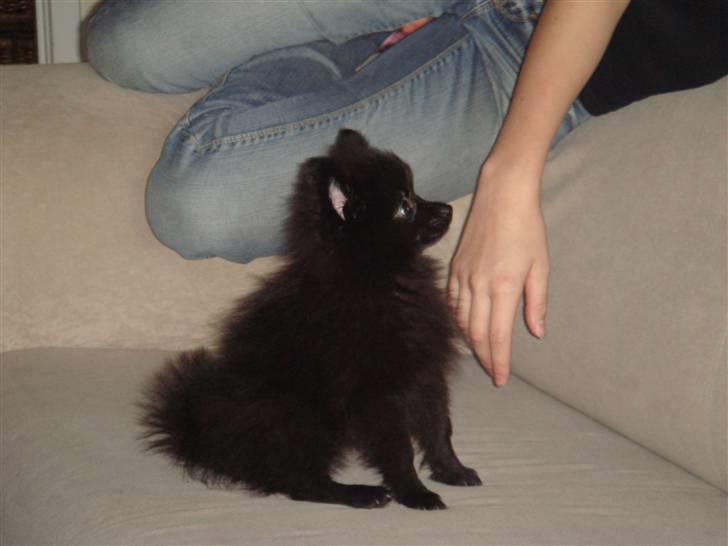 Pomeranian Tessa billede 6