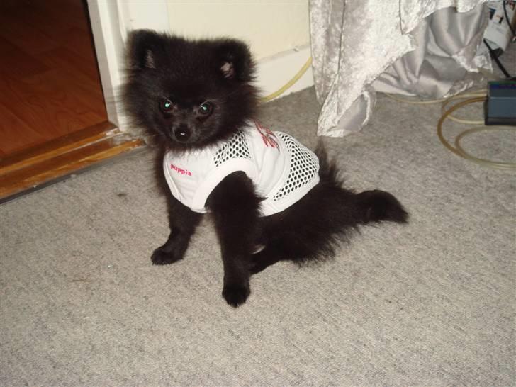 Pomeranian Tessa billede 7