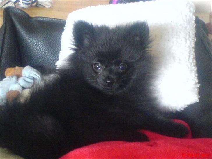 Pomeranian Tessa billede 8