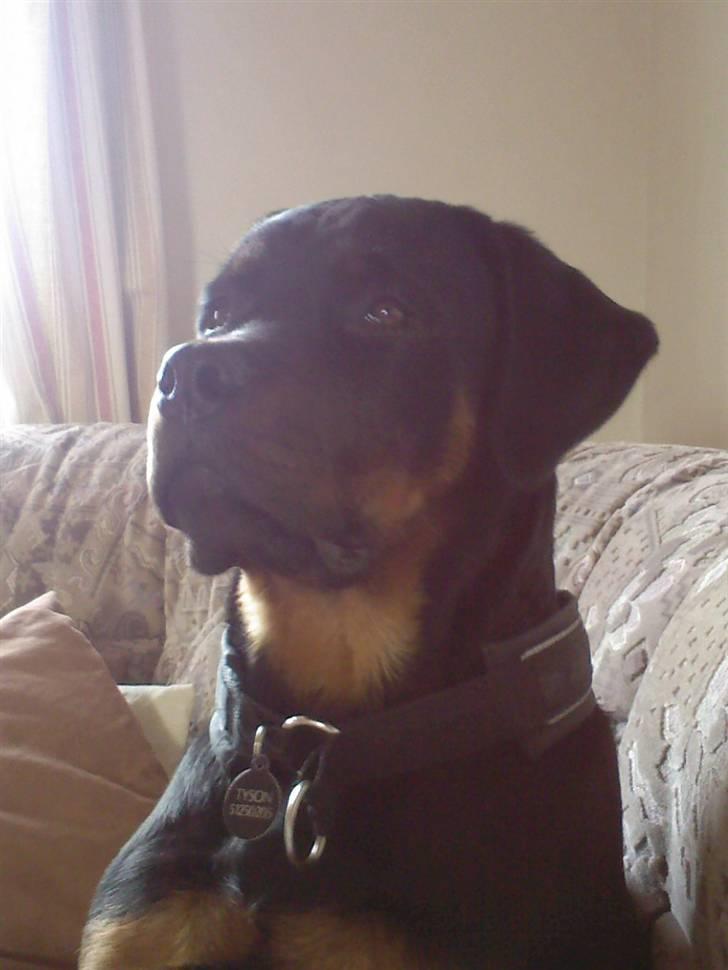 Rottweiler Tyson billede 3