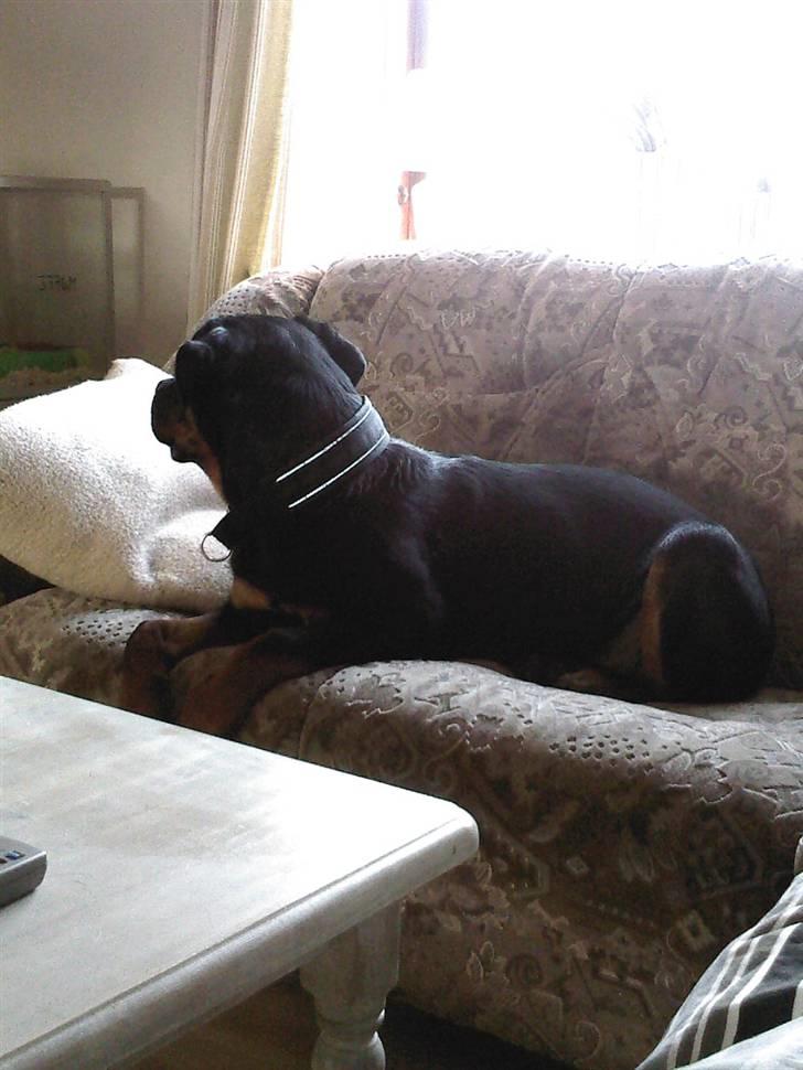 Rottweiler Tyson billede 4