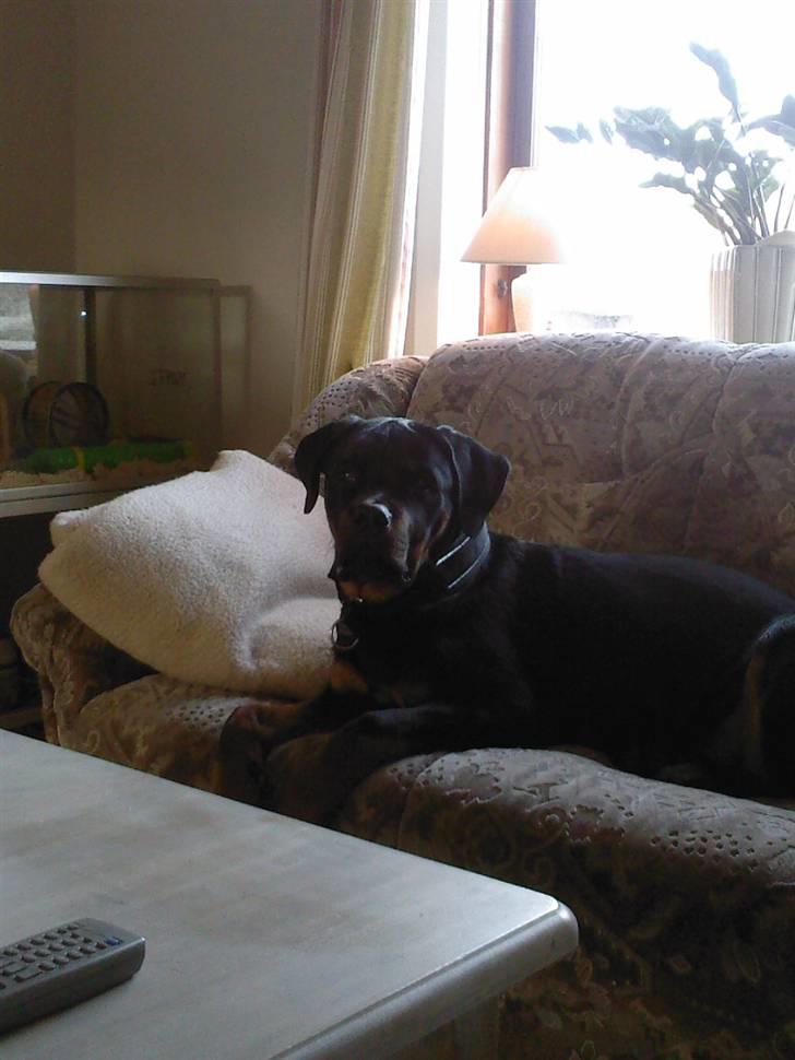 Rottweiler Tyson billede 5