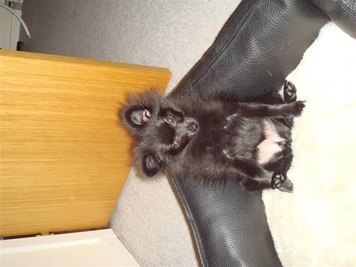 Pomeranian Tessa billede 9