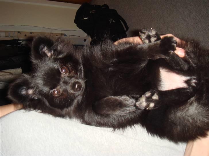 Pomeranian Tessa billede 10