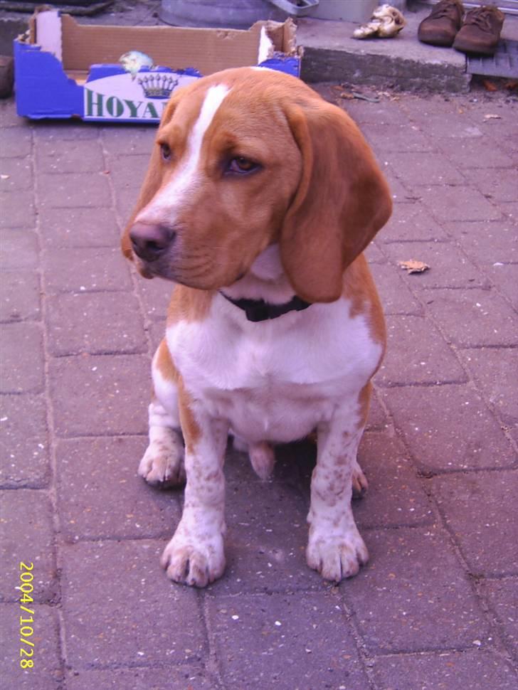 Beagle **Darwin** - "Hvad sker der nu?" billede 1