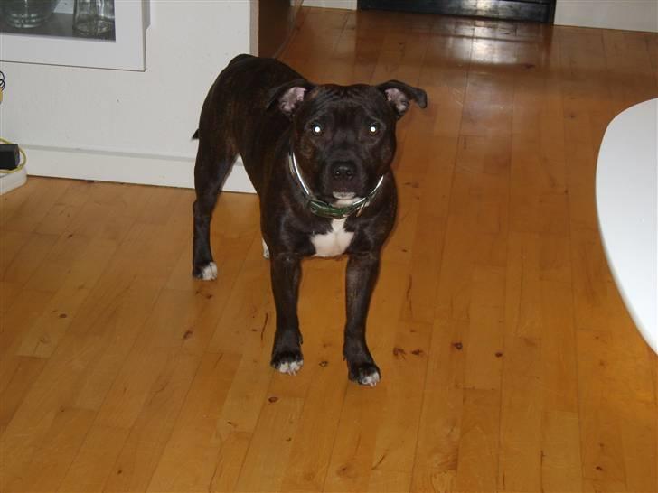 Staffordshire bull terrier Boris R.I.P billede 5
