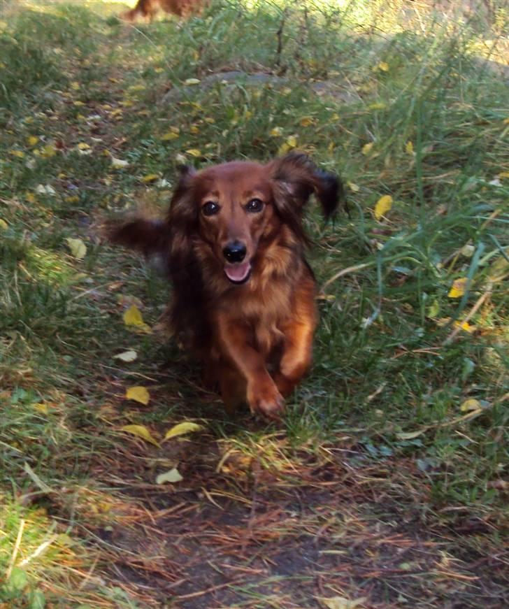 Miniature gravhund Cirkeline  - Cirkeline på en af hendes mange skovture. :) billede 2