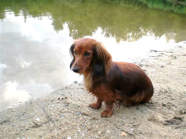 Miniature gravhund Cirkeline  - Cirkeline elsker at sidde og vente på man fanger en fisk. billede 3