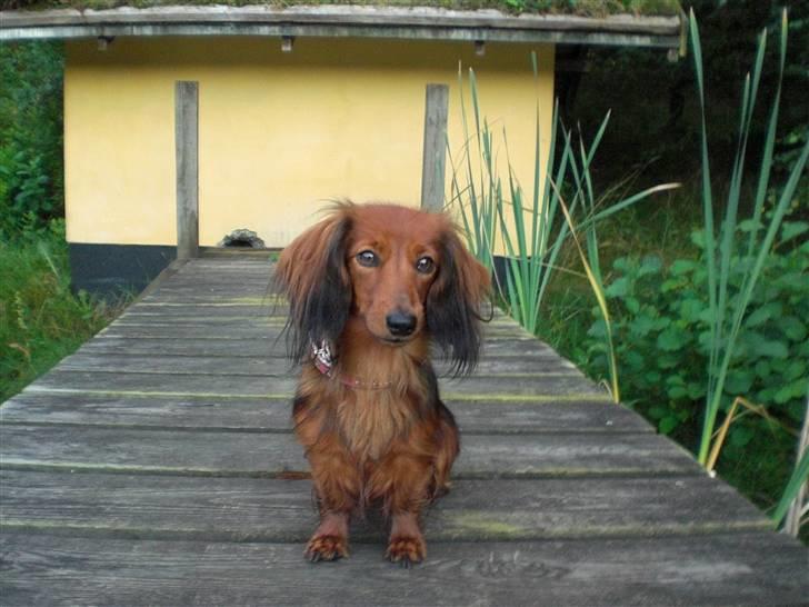 Miniature gravhund Cirkeline  billede 5