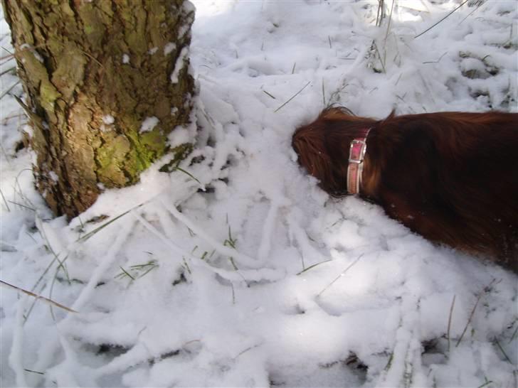 Miniature gravhund Cirkeline  - Gad vide hvad der gemmer sig der nede. :) billede 6