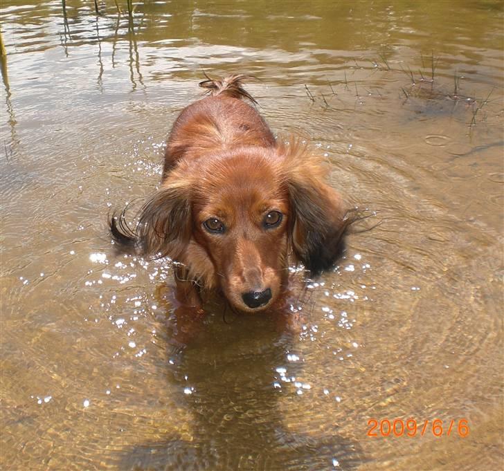 Miniature gravhund Cirkeline  - Nede ved søen billede 9