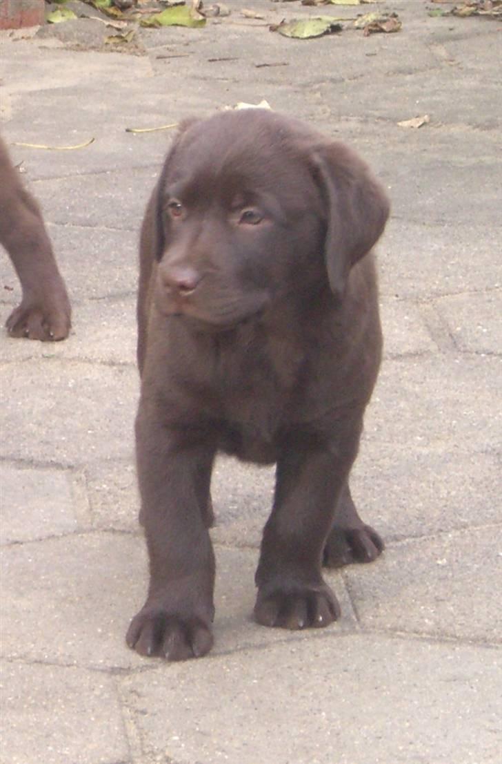Labrador retriever Simba - Simba som hvalp<3 billede 1