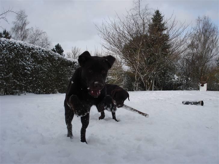 Labrador retriever Simba - Simba i sneen for første gang:D billede 2