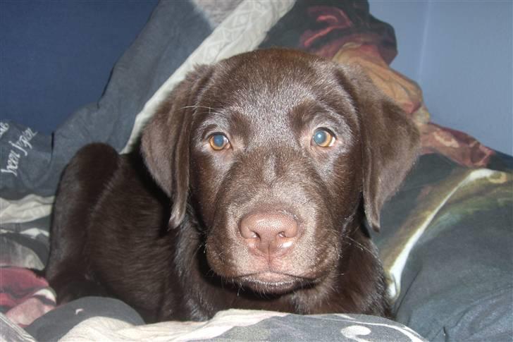 Labrador retriever Simba - Lille Simba i min seng;) billede 3