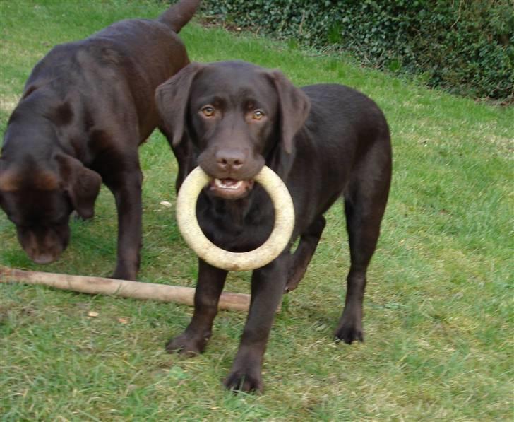 Labrador retriever Simba - Simba i haven med sin mor... billede 4