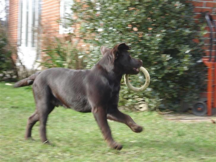 Labrador retriever Simba - Smukke Simba! billede 5