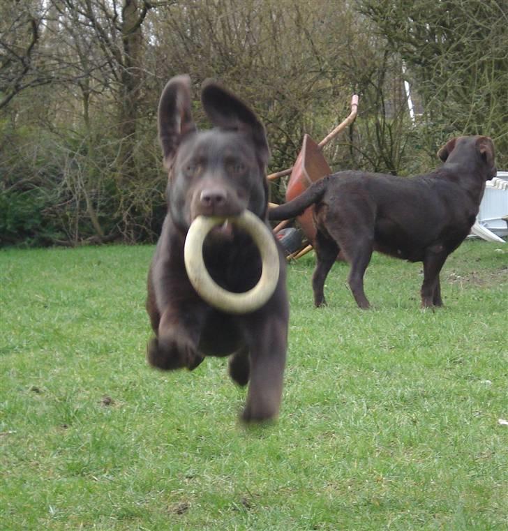 Labrador retriever Simba - I fuld fart:D billede 6
