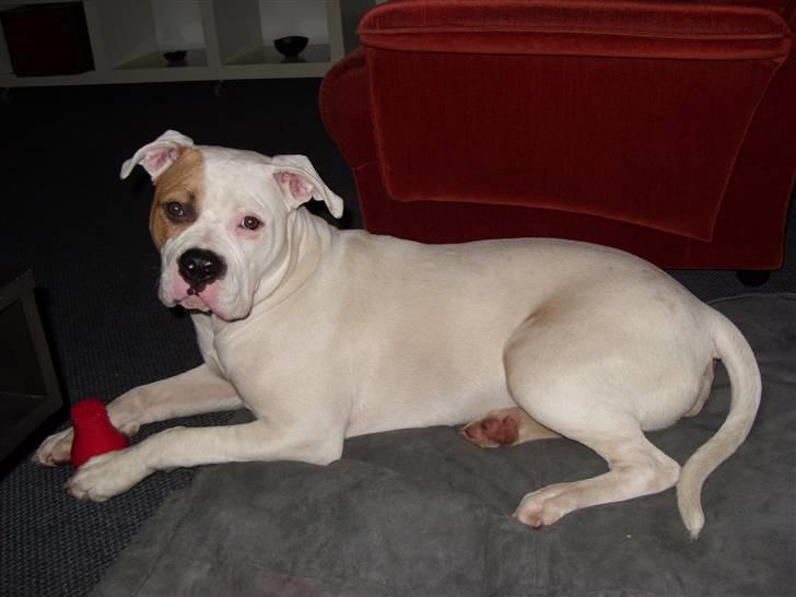 Blanding af racer Luba - Luba d. 17/11-2007 billede 15