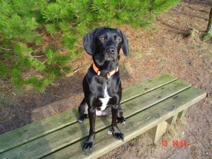 Blanding af racer Bella - Smukke Bella billede 1