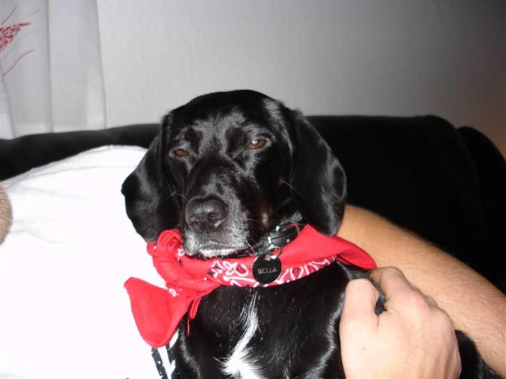 Blanding af racer Bella billede 2