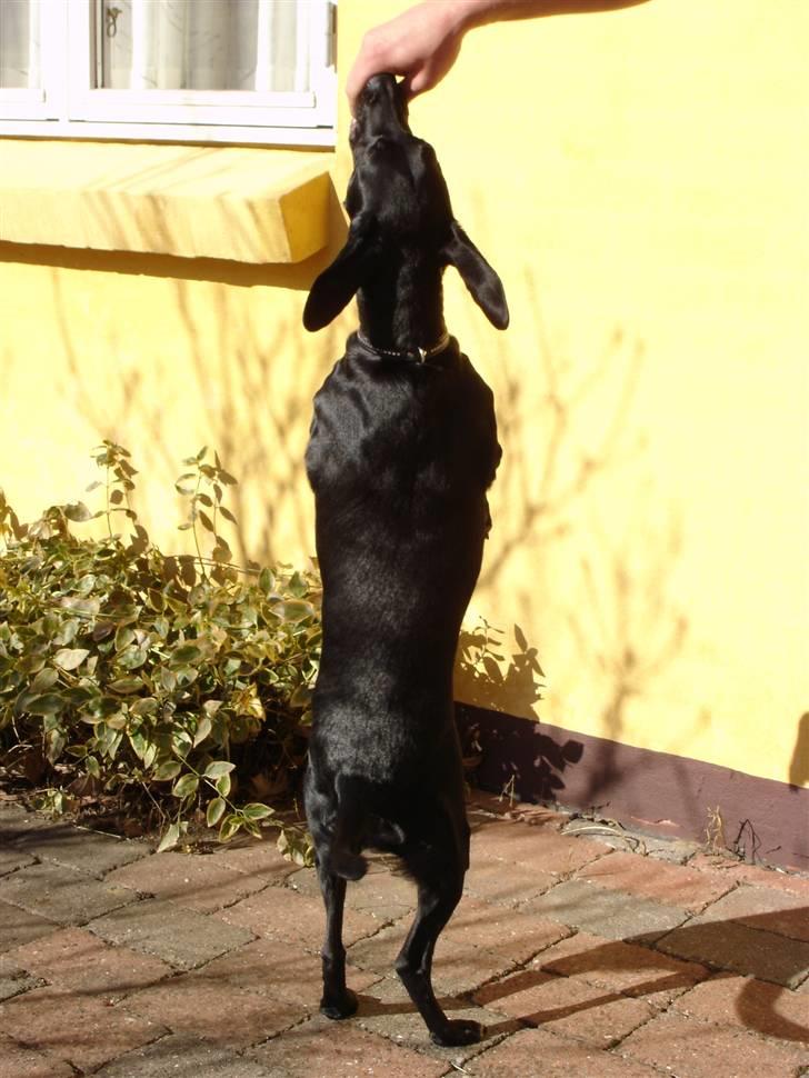 Blanding af racer Bella billede 3