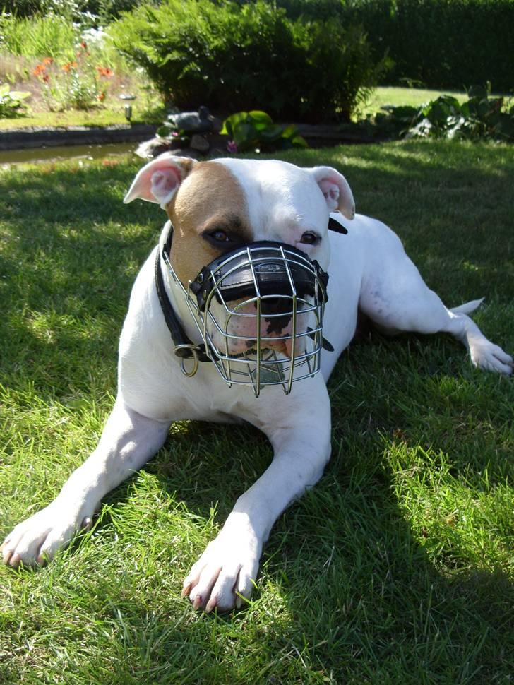 Blanding af racer Luba - Luba med sin mundkurv. billede 16