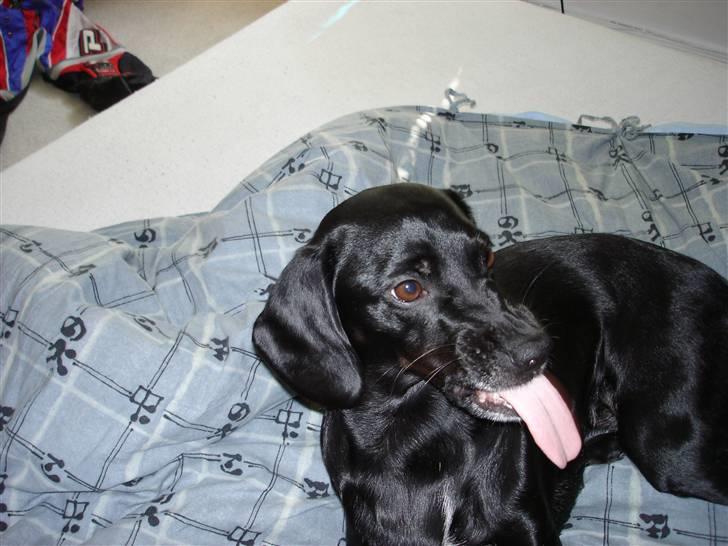 Blanding af racer Bella billede 4