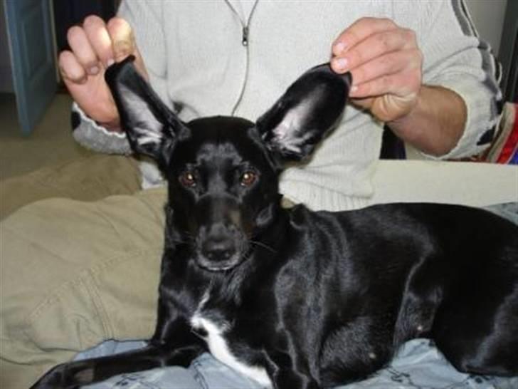 Blanding af racer Bella - Så letter vi... billede 5