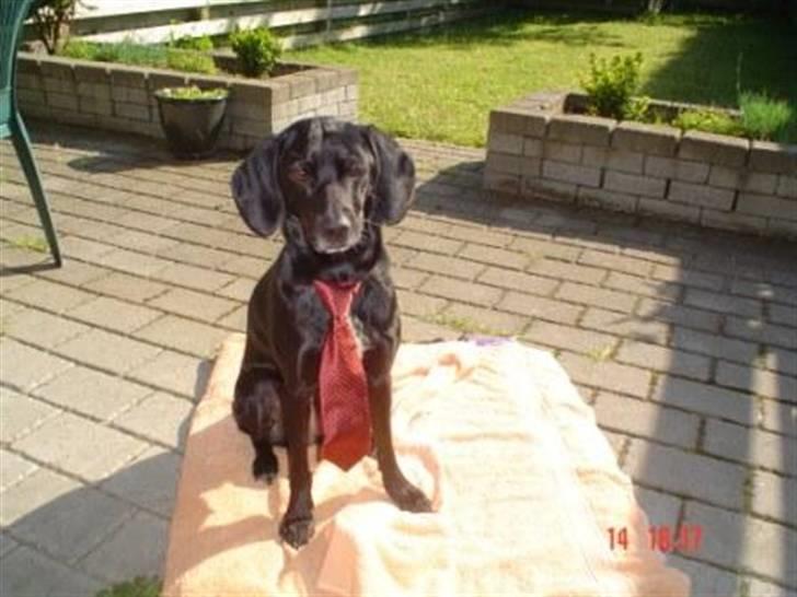 Blanding af racer Bella - Så fin med slips.. billede 6