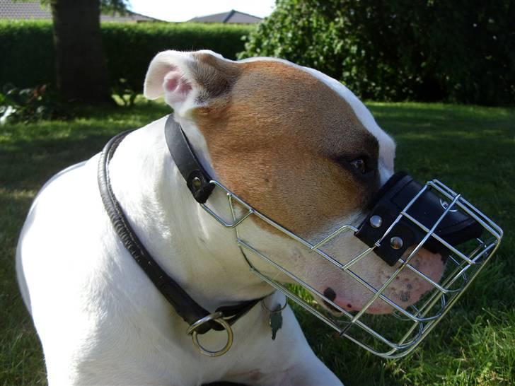 Blanding af racer Luba billede 17