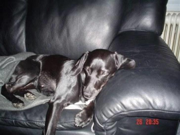 Blanding af racer Bella - Ligger så godt her... billede 7