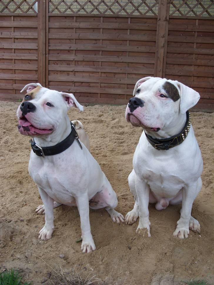 Blanding af racer Luba - Her sidder jeg igen med min far - stadig ikke helt så stor, men næsten. (Tirsdag d. 22 juli 2008) billede 18