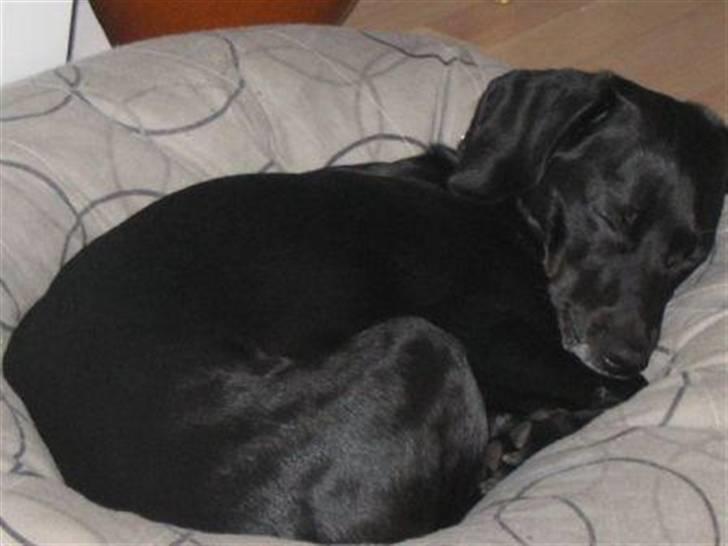 Blanding af racer Bella - ZzZzZzzzz billede 8