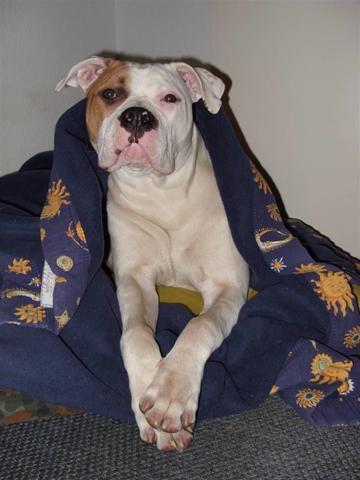 Blanding af racer Luba - Luba`s corner. (d. 17/11-2007) billede 19