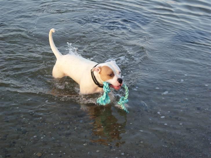 Blanding af racer Luba - Vandskræk long gone. (d. 18/11-2007) billede 20